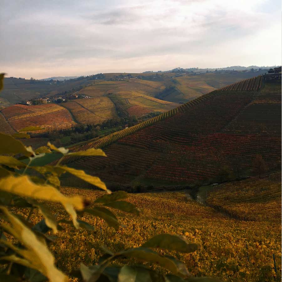 Wine Estate Advisor